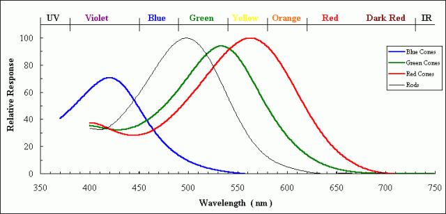 human_cone_action_spectra